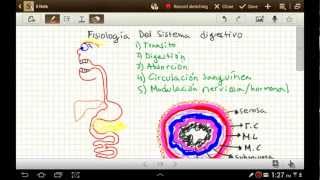 parte 1 Fisiologia del sistema digestivo [upl. by Nason670]