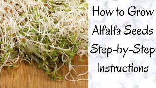 StepbyStep How To Grow Alfalfa Seeds [upl. by Marcelle]