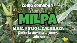 MAIZ FRIJOL CALABAZA Y GIRASOL JUNTAS MILPA PROCESO COMPLETO [upl. by Germain]