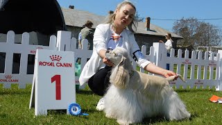 EXPOZITIE CANINA 30 APRILIE 2023 CREVEDIA DAMBOVITA CAC  CACIB COCKER SPANIEL AMERICAN [upl. by Berk953]