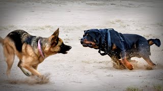 German Shepherd VS Rottweiler [upl. by Ardnahc551]