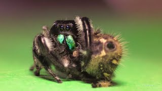 Regal jumping spiders Gilda and Rex first mating [upl. by Selestina]