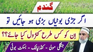 How to control weeds from wheat crop at later stages  Crop Reformer [upl. by Chas]