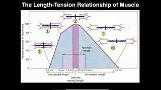 Exercise Physiology  Skeletal Muscle LengthTension Relationship [upl. by Gratianna]