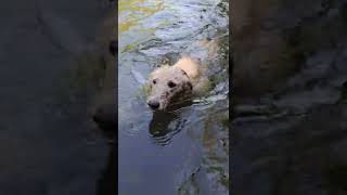 Bedlington Whippets swimming in the river [upl. by Rachaba]