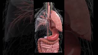 Origin parasympatheticpharmacologypharmacy sciencenervoussystem biologyshortsytshortstrend [upl. by Solohcin]