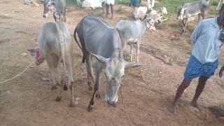 Jodugatte cattle fair market every sunday indianhallikar [upl. by Arlette]