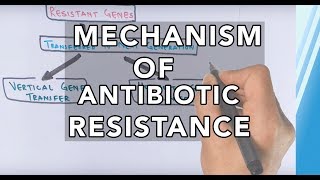 Mechanism of Antibiotic Resistance [upl. by Nyleak816]