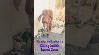 Plastic Pollution Is Killing India’s Sacred Cowscow trending animals viral [upl. by Towney44]