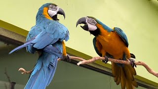 Macaws Fight for Attention 🦜 [upl. by Moyra87]