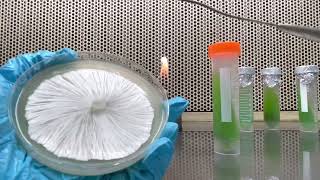 2 methods to transfer mycelium to agar slant [upl. by Iliak]