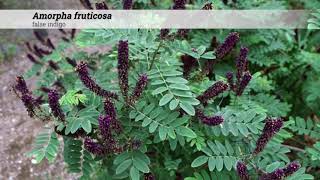 false indigo Amorpha fruticosa [upl. by Clarhe]