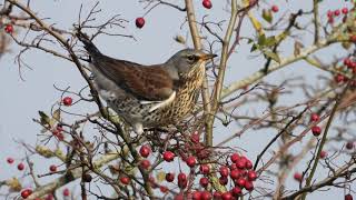 The Fieldfare and its call [upl. by Salvadore258]