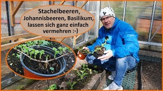 Stachelbeeren Johannisbeeren einfach vermehren Stecklinge [upl. by Edmund161]