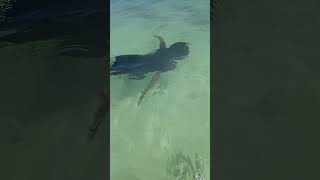 Snorkelingnaturekidbeautifuldayhulhumale Maldives [upl. by Dorcea726]