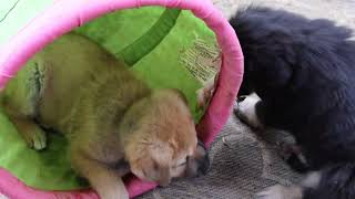 Desert Sol Chinooks Mythical Creatures Litter Week 7  Puppy WWE [upl. by Ylatfen]