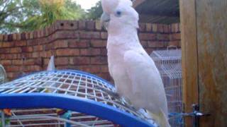 Ellie the Ducorps cockatoo NOT a Tanimbar Corella my ignorance [upl. by Vaenfila]