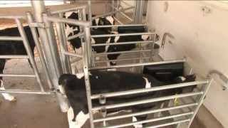 GEA Farm Technologies  DairyFeed Automated Calf Feeders [upl. by Enyaj305]