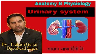 Anatomy of kidney kidney anatomy renal system Basicnursingacademybypcsir [upl. by Babbie]