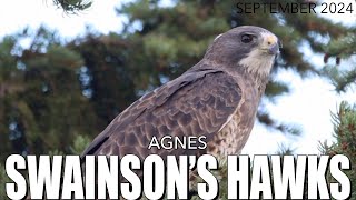 Swainsons Hawk Agnes  grafxbylisa [upl. by Hahnke759]