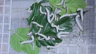 Timelapse of Silkworms Eating Mulberry Leaves [upl. by Wane]