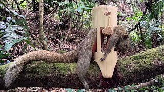 create super bamboo squirrel trap [upl. by Ahseral]