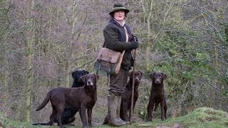 Working Labrador Retrievers with Grangemead Labradors [upl. by Ahtamas225]