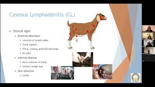 CAE CL and Johnes Disease in Small Ruminants by Dr Ashlin Michael [upl. by Cirle]