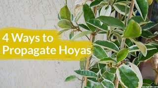 4 Ways To Propagate A Hoya  Joy Us Garden [upl. by Earesed]