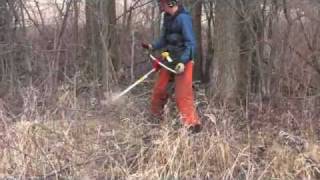 Common buckthorn control [upl. by Ahseenak]