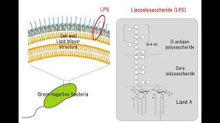 5 Lysozyme Lipopolysaccharide and Teichoic Acid [upl. by Mace]