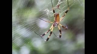 Golden Silk OrbWeaver Spider  Courtship and mating [upl. by Aicekan203]