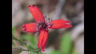 Plant portrait  Fire pink Silene virginica [upl. by Suryt685]