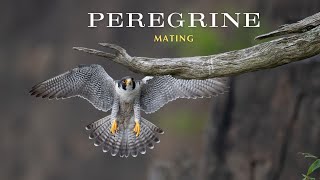 Peregrine falcon [upl. by Eiramrefinnej]