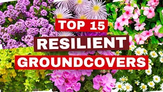 15 TOUGH Groundcovers That Can SURVIVE Anything 💚 They Can HANDLE It ALL 💪 [upl. by Zampino]