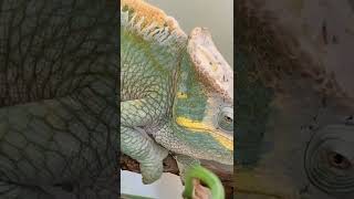 Parson’s Chameleon starting a shed [upl. by Marder]