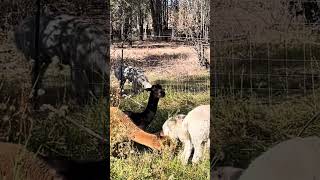 The ladykin alpacas foraging in the creek [upl. by Rorrys]