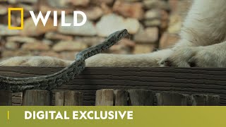 Cobra Vs Dog  Snakes in the City  National Geographic Wild UK [upl. by Yarezed35]