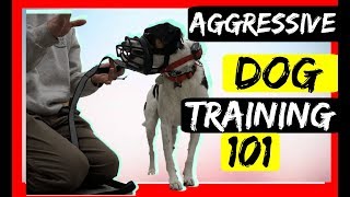 Stop Serious Dog Aggression with an Ecollar  Dog aggression Ecollar correction tutorial [upl. by Eatnahs617]