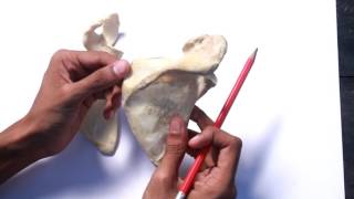 Scapula  Full demonstration [upl. by Yrot777]