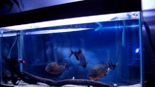 Feeding my 3 beautifull 12 Inch Red Belly Piranhas Pygocentrus Natteri [upl. by Scholem]