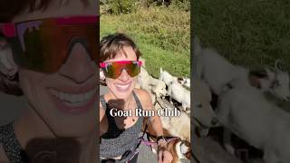 Hard launching my goat run club 🏃‍♀️ 🐐 hobbyfarm running raisinggoats greatpyrenees rescuedog [upl. by Anirehtak]