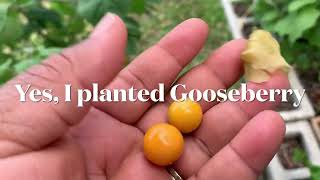 Growing Cape Gooseberry in my Garden  South Florida Garden [upl. by Dronski813]