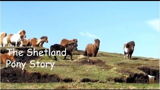 The Shetland Pony Story TV Special Episode 200 [upl. by Whitford]