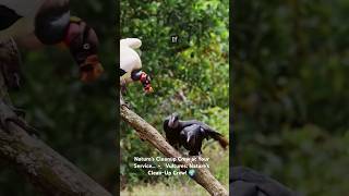 Are vultures just creepy scavengers Nope Join us to learn more vultures youtubeshorts [upl. by Eyak847]