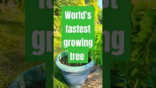 Worlds fastest growing tree  Week 20  Enjoying some sun plants shorts garden [upl. by Aek]