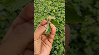 Caterpillarcaterpillar feeding om leavesसुंडीinsectcaterpillar insect reels shorts yt agri [upl. by Eanore]