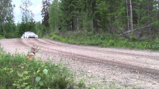 Volkswagen Polo R WRC Flying in Finland [upl. by Durand432]