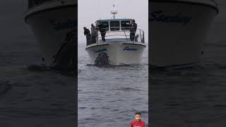 The lest humpback fishing trending 1milion like subscribe trending short video [upl. by Freudberg]