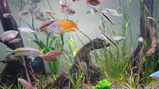 HD 800L Rainbowfish Display Tank [upl. by Nivahb966]